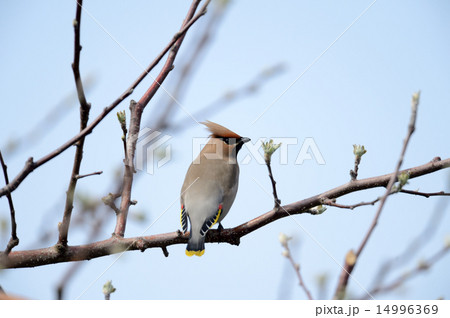 キレンジャク キレンジャク 14996369