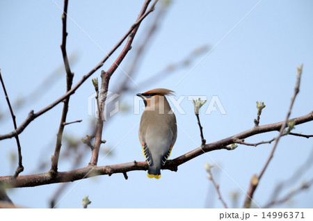 キレンジャク 14996371