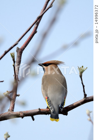 キレンジャク 14996372