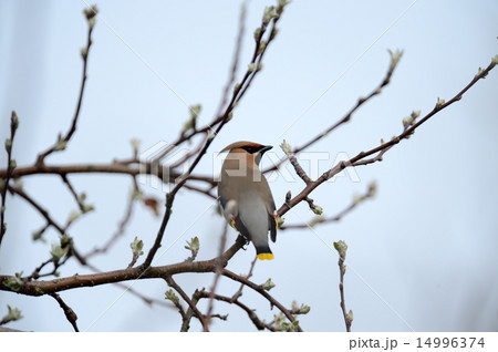 キレンジャク 14996374