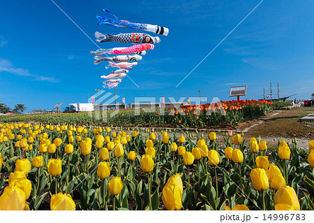 サラキ岬のこいのぼり サラキ岬のこいのぼり 14996783