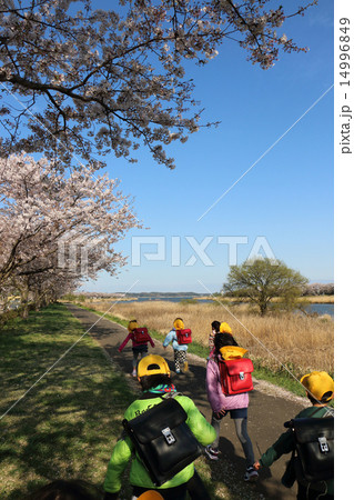 桜満開の新学期 桜満開の新学期 14996849