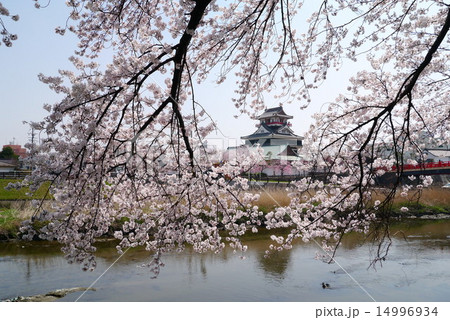 清洲城と桜 五条川対岸からの写真素材