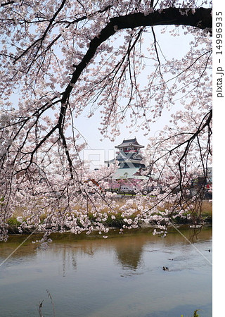 清洲城と桜　五条川対岸から 14996935