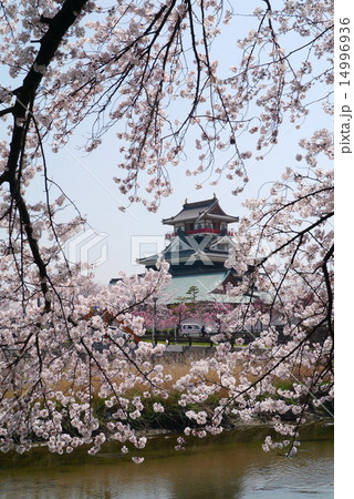清洲城と桜　五条川対岸から 14996936