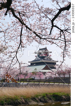 清洲城と桜 五条川対岸から 清洲城と桜 五条川対岸から 14996937