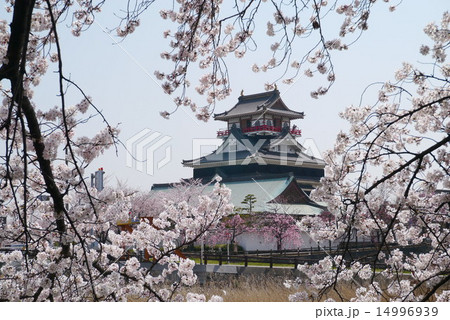 清洲城と桜　五条川対岸から 14996939