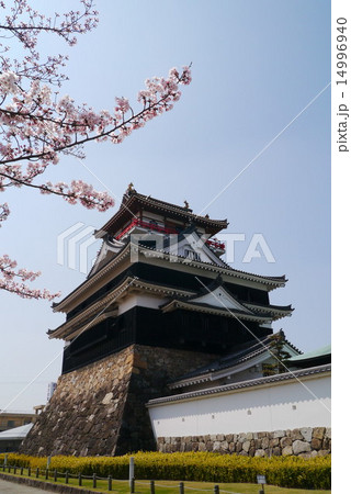 清洲城と桜　北側から 14996940