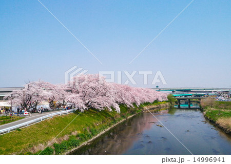 清洲城の前の五条川と桜　大手橋から 14996941