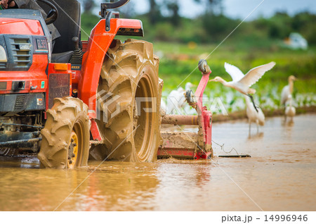 田おこし 14996946