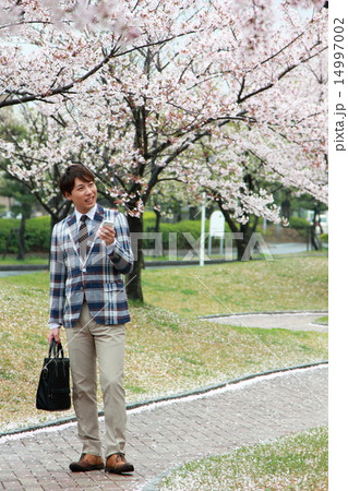 男性1人 (ビジカジ ビジネスカジュアル 仕事 桜 春 新生活 会社員 新学期 ソメイヨシノ) 男性1人 (ビジカジ ビジネスカジュアル 仕事 桜 春 新生活 会社員 新学期 ソメイヨシノ) 14997002
