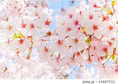 日本の満開の桜 壁紙や背景用にjapanese Cherry Blossoms Full Bloomの写真素材