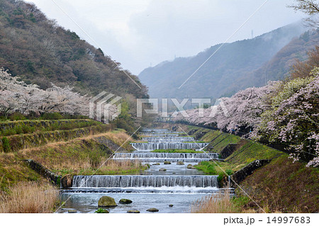 箱根宮城野早川堤のサクラ 箱根宮城野早川堤のサクラ 14997683