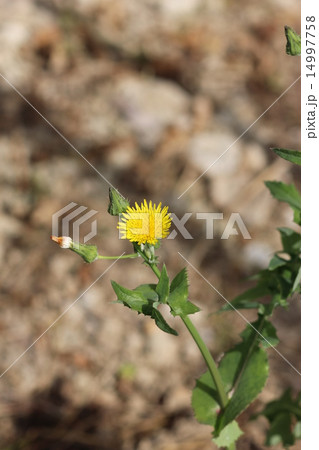 ノゲシの花０３ 14997758