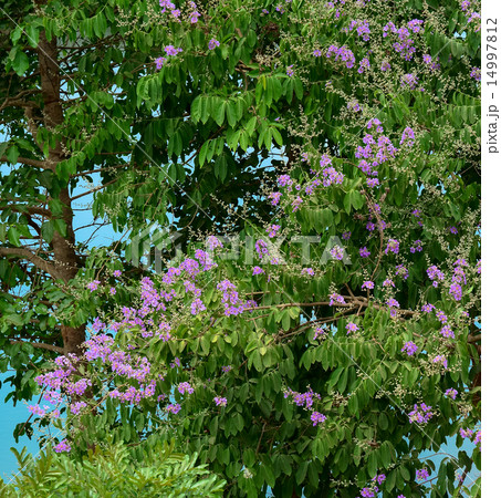 Pink lagerstroemia speciosa blossom 14997812
