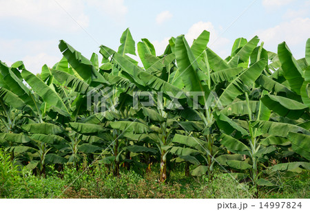 Banana plantations Banana plantations 14997824