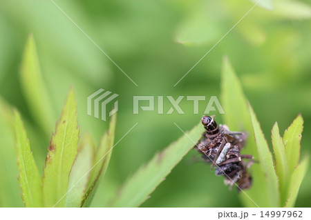 小さいミノムシ０２ 14997962