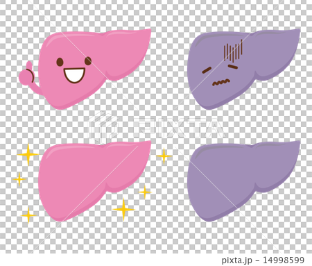 肝臓　イラスト 14998599