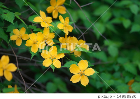 やまぶきの花 14998830