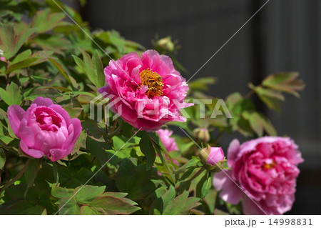 ぼたんの花 14998831