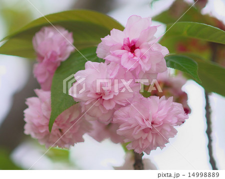 オオムラザクラ オオムラザクラ 14998889