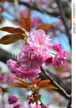 桜 関山(かんざん) 桜 関山(かんざん) 14999059
