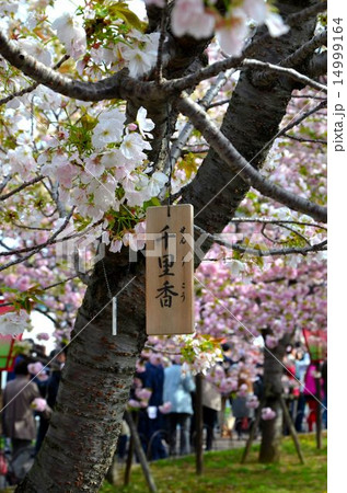 桜 千里香 せんりこう の写真素材