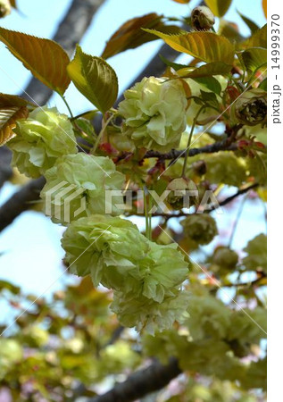 桜　須磨浦普賢象（すまうらふげんぞう） 14999370
