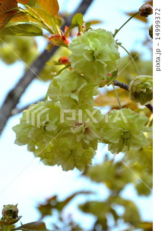 桜 須磨浦普賢象(すまうらふげんぞう) 桜 須磨浦普賢象(すまうらふげんぞう) 14999372