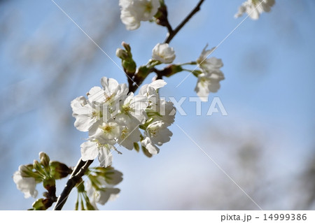 春の日差しと桜(品種名「法輪寺」) 春の日差しと桜(品種名「法輪寺」) 14999386