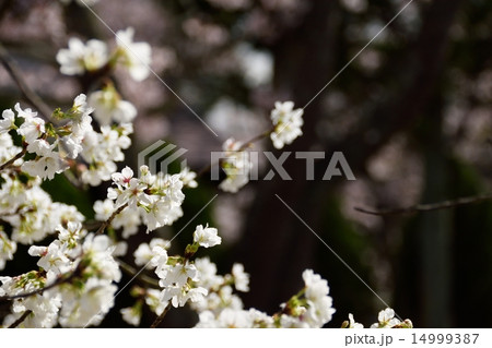 春の日差しと桜(品種名「法輪寺」) 春の日差しと桜(品種名「法輪寺」) 14999387