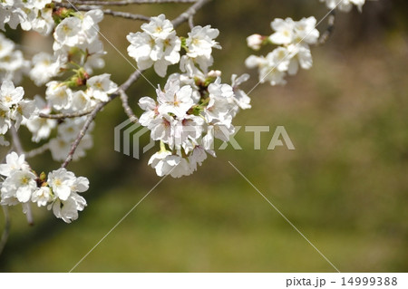 春の日差しと桜（品種名｢法輪寺」） 14999388