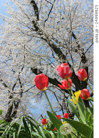 青空と桜を背に咲くチューリップ3 14999925