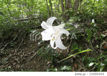 ササユリ 15000303