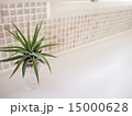 エアープランツとタイル壁 15000628