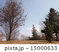 冬の木々 15000633