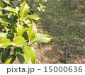 朝露の柊 15000636