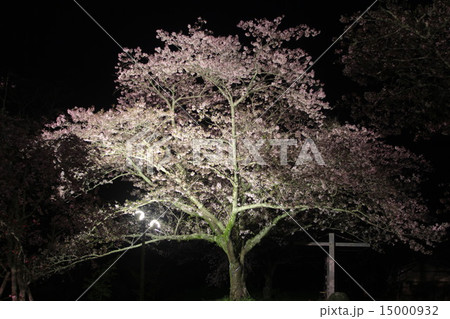 夜桜 15000932