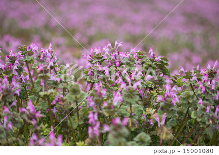 ホトケノザ 15001080