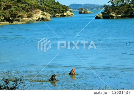 松島湾で潮干狩り 15001437