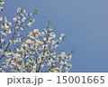桜と青空 15001665