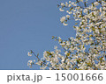 桜と青空 15001666
