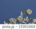 桜と青空 15001668