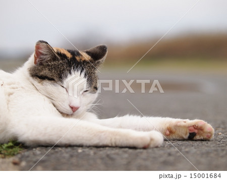 眠る野良猫 眠る野良猫 15001684