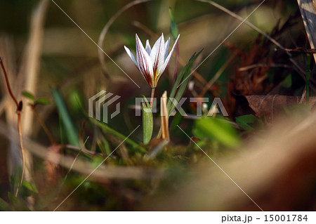 アマナ（甘菜）植物 15001784