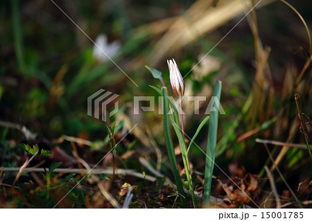 アマナ（甘菜）植物 15001785