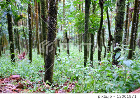 熱帯雨林 15001971