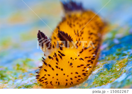 ウミウシ ウミウシ 15002267