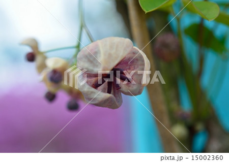 アケビの花 15002360