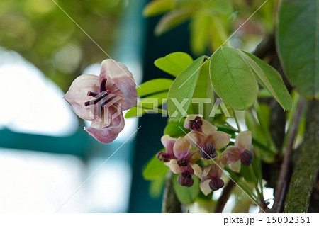 アケビの花 アケビの花 15002361